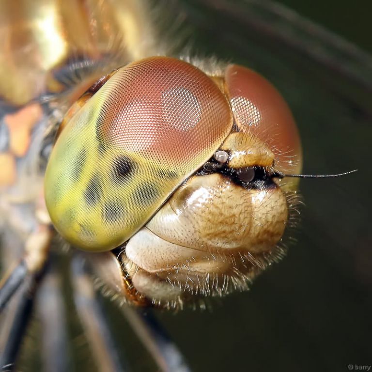 Sympetrum striolatum (Charpentier, 1840)